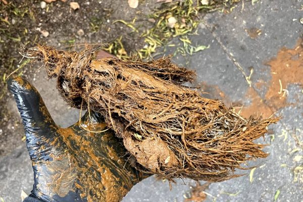 Blocked Drains Bayside Melbourne