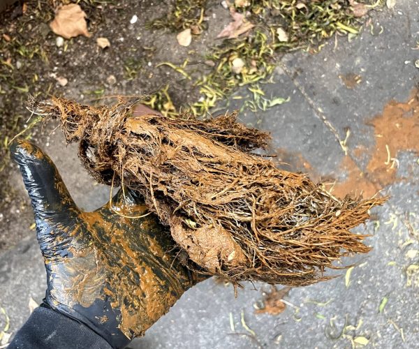 Blocked Drains Bayside Melbourne